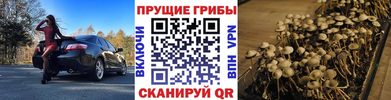 Псилоцибиновые грибы GOLDEN TEACHER  Куртамыш 